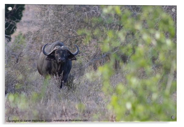 Cape buffalo caught in the brush Acrylic by Sarah Paddison