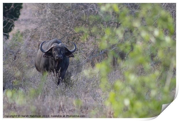 Cape buffalo caught in the brush Print by Sarah Paddison