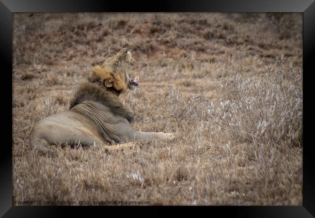 Lions Roar Framed Print by Sarah Paddison