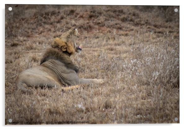 Lions Roar Acrylic by Sarah Paddison