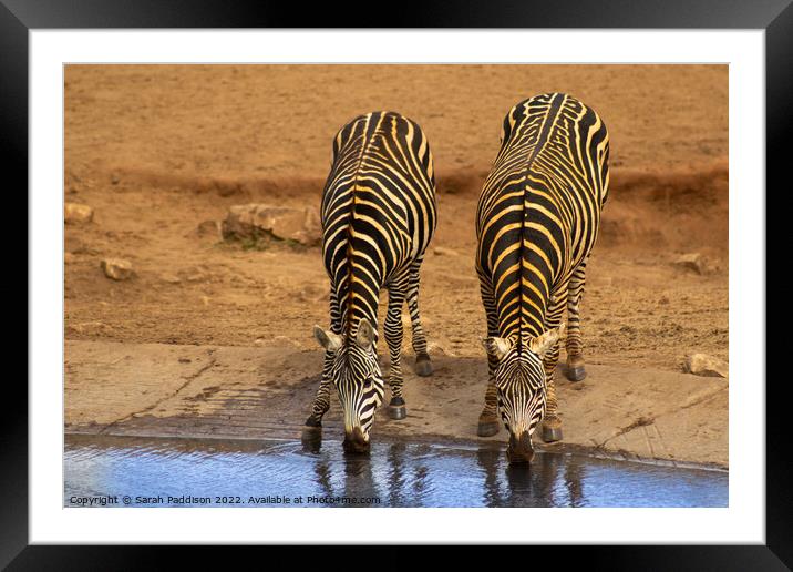 Zebra at watering hole Framed Mounted Print by Sarah Paddison