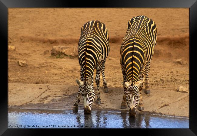 Zebra at watering hole Framed Print by Sarah Paddison
