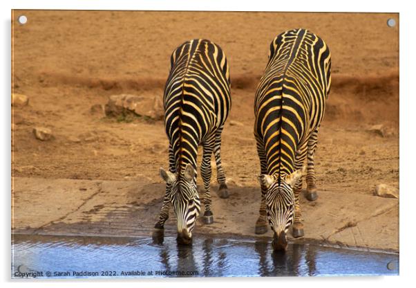 Zebra at watering hole Acrylic by Sarah Paddison