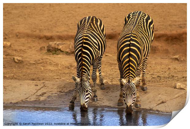 Zebra at watering hole Print by Sarah Paddison