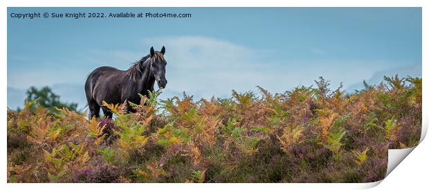 Horse amongst the Bracken Print by Sue Knight