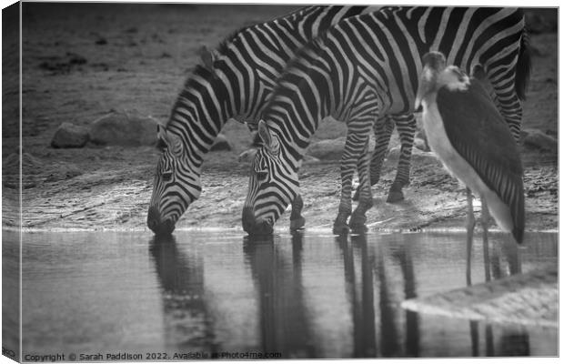 Zebras drinking Canvas Print by Sarah Paddison