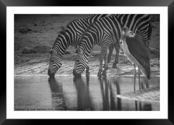 Zebras drinking Framed Mounted Print by Sarah Paddison