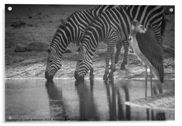 Zebras drinking Acrylic by Sarah Paddison