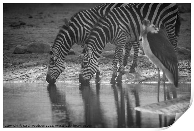 Zebras drinking Print by Sarah Paddison