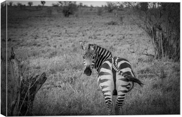 Zebra in Kenyan Bush Canvas Print by Sarah Paddison