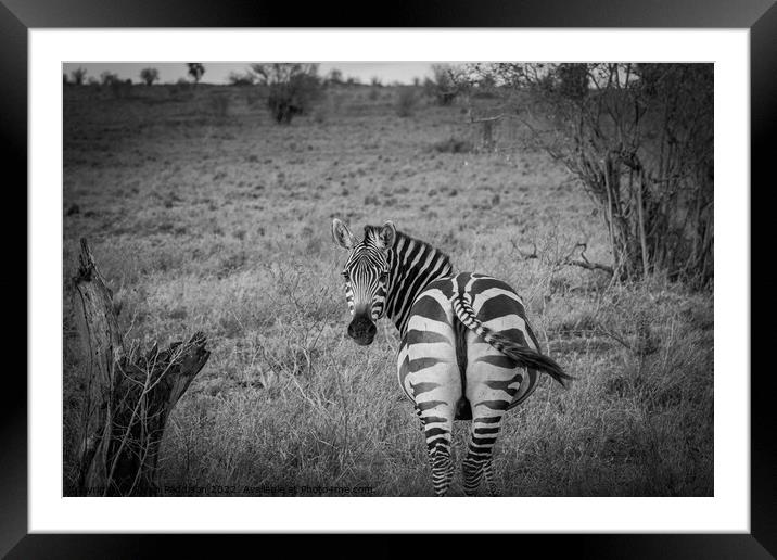 Zebra in Kenyan Bush Framed Mounted Print by Sarah Paddison