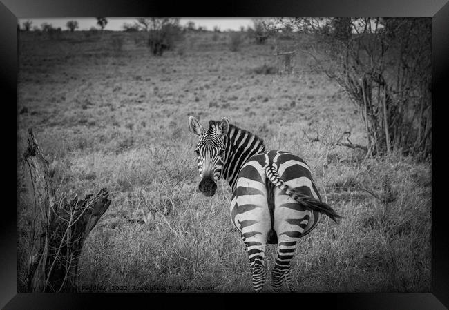 Zebra in Kenyan Bush Framed Print by Sarah Paddison