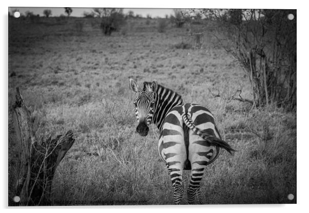 Zebra in Kenyan Bush Acrylic by Sarah Paddison