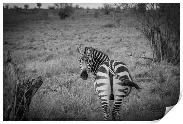 Zebra in Kenyan Bush Print by Sarah Paddison
