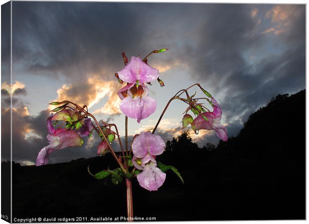 Himalayan Balsam Canvas Print by david rodgers
