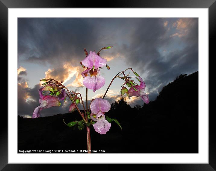 Himalayan Balsam Framed Mounted Print by david rodgers