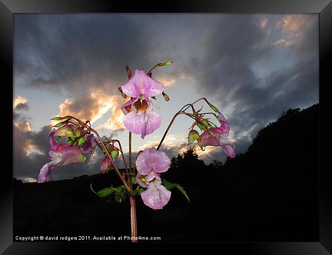 Himalayan Balsam Framed Print by david rodgers