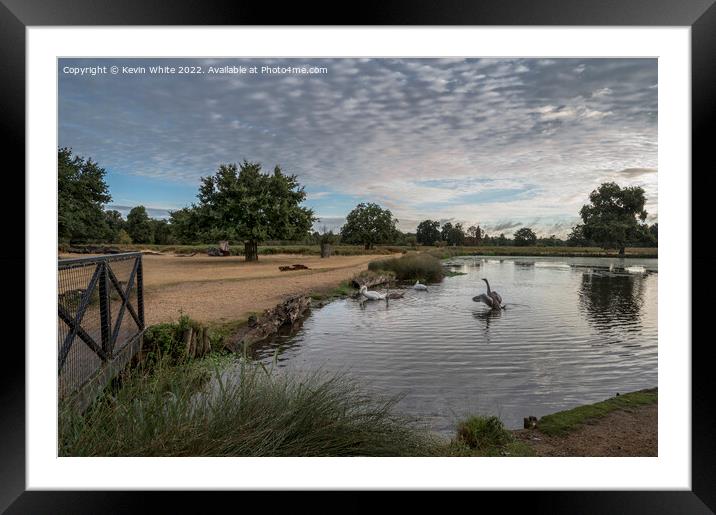 Family of swans at dawn Framed Mounted Print by Kevin White