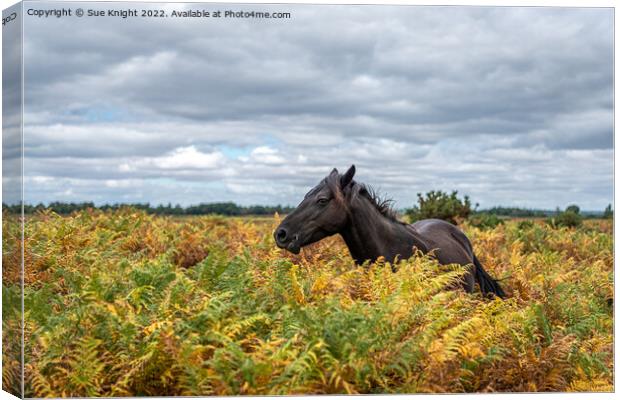 New Forest Pony amongst the bracken Canvas Print by Sue Knight