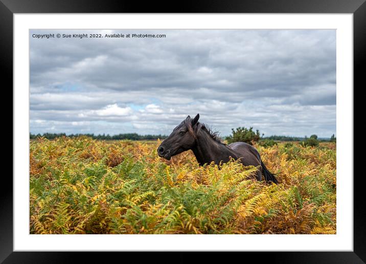 New Forest Pony amongst the bracken Framed Mounted Print by Sue Knight