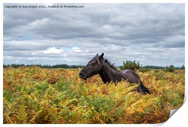 New Forest Pony amongst the bracken Print by Sue Knight