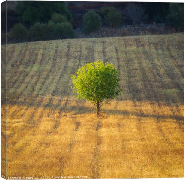 Lonely tree in a meedow at sunrise Canvas Print by Paulo Rocha