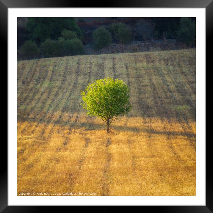 Lonely tree in a meedow at sunrise Framed Mounted Print by Paulo Rocha