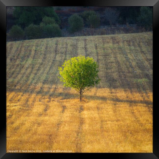 Lonely tree in a meedow at sunrise Framed Print by Paulo Rocha