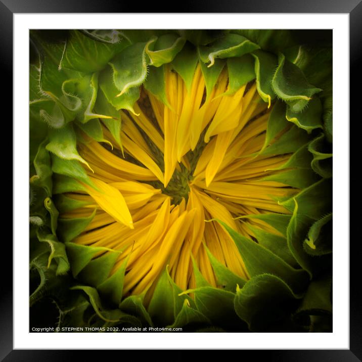Opening Soon- Sunflower Framed Mounted Print by STEPHEN THOMAS