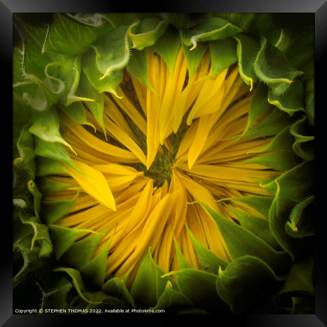 Opening Soon- Sunflower Framed Print by STEPHEN THOMAS