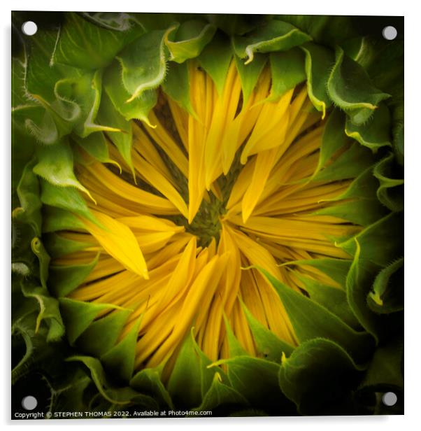 Opening Soon- Sunflower Acrylic by STEPHEN THOMAS