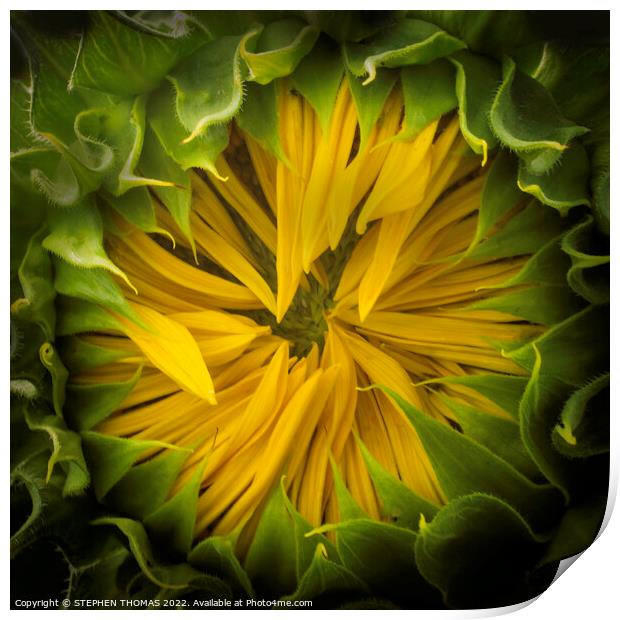 Opening Soon- Sunflower Print by STEPHEN THOMAS