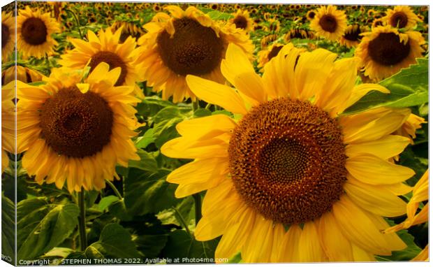 Sunflowers Forever Canvas Print by STEPHEN THOMAS