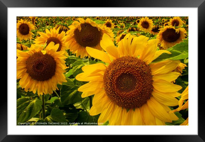 Sunflowers Forever Framed Mounted Print by STEPHEN THOMAS