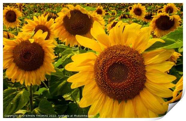 Sunflowers Forever Print by STEPHEN THOMAS