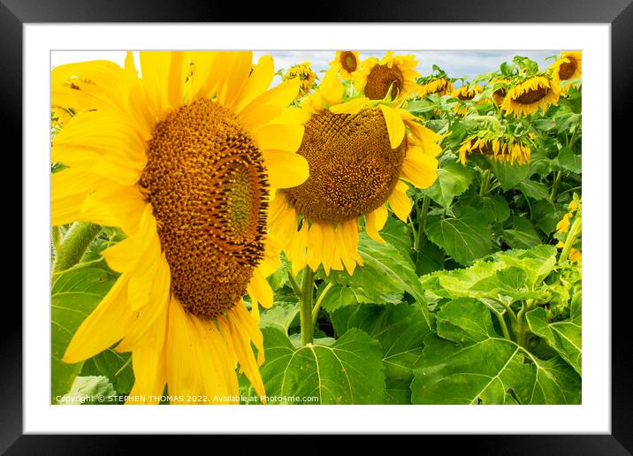 Sunflowers- Some Look Down Framed Mounted Print by STEPHEN THOMAS
