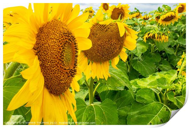 Sunflowers- Some Look Down Print by STEPHEN THOMAS