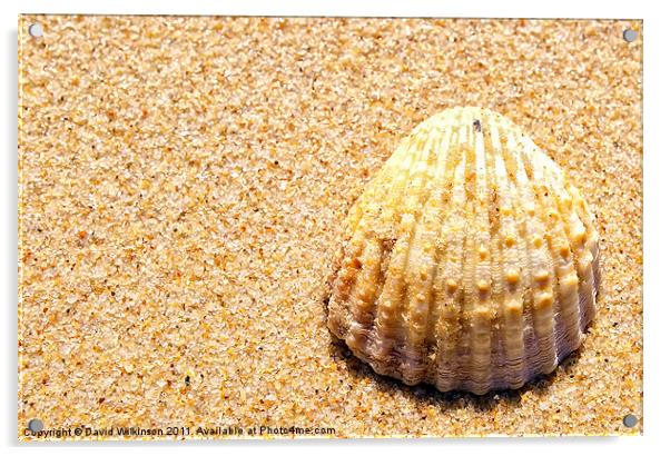 Seashell Acrylic by Dave Wilkinson North Devon Ph