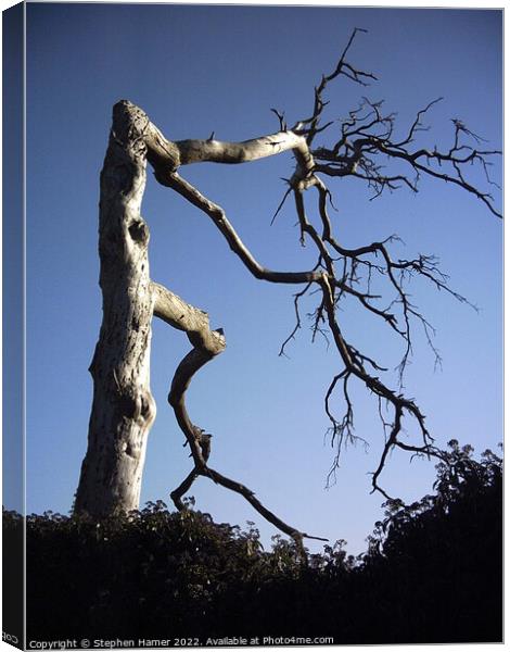 The Haunting Beauty of a Gnarled Tree Canvas Print by Stephen Hamer