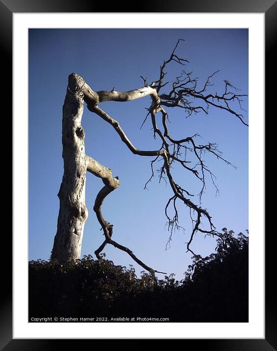 The Haunting Beauty of a Gnarled Tree Framed Mounted Print by Stephen Hamer