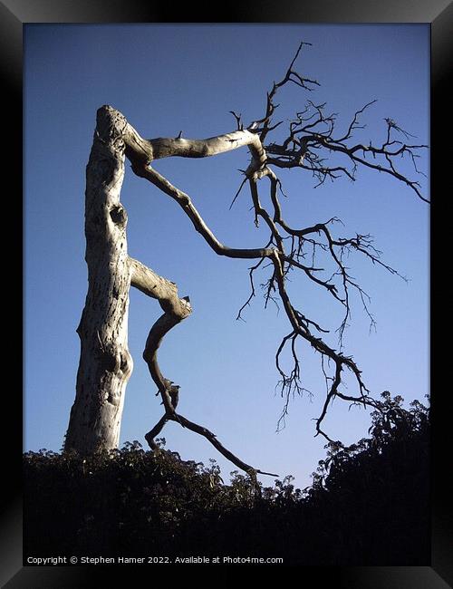 The Haunting Beauty of a Gnarled Tree Framed Print by Stephen Hamer