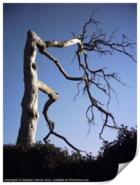 The Haunting Beauty of a Gnarled Tree Print by Stephen Hamer