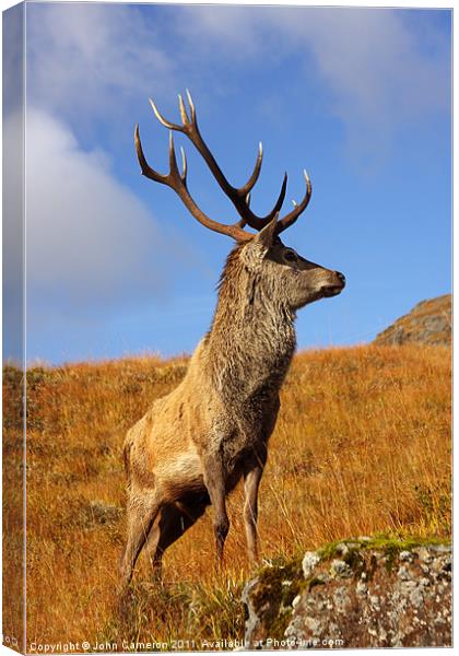 Wild Red Deer Stag Canvas Print by John Cameron