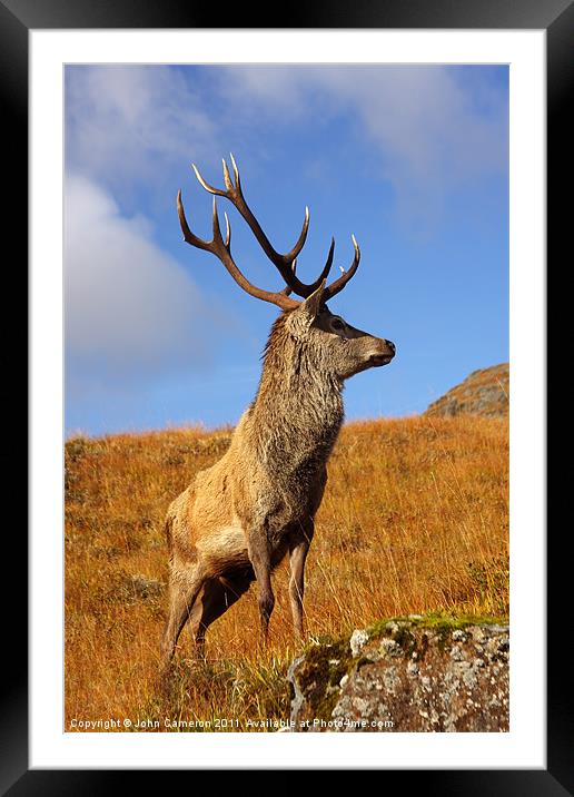 Wild Red Deer Stag Framed Mounted Print by John Cameron