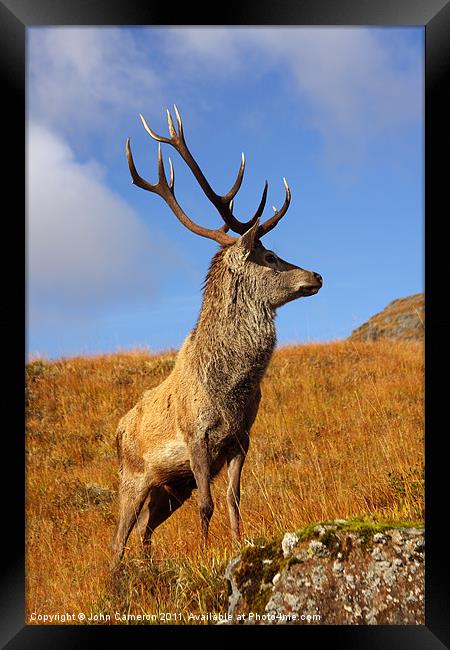 Wild Red Deer Stag Framed Print by John Cameron