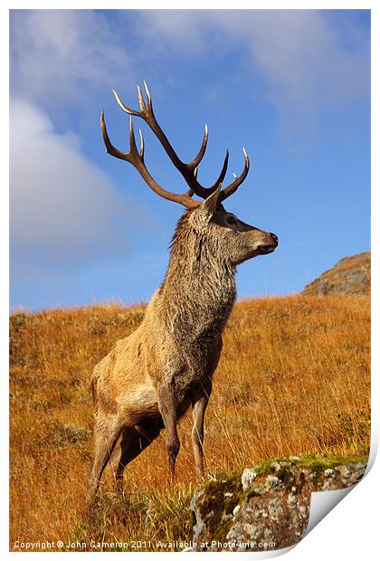 Wild Red Deer Stag Print by John Cameron