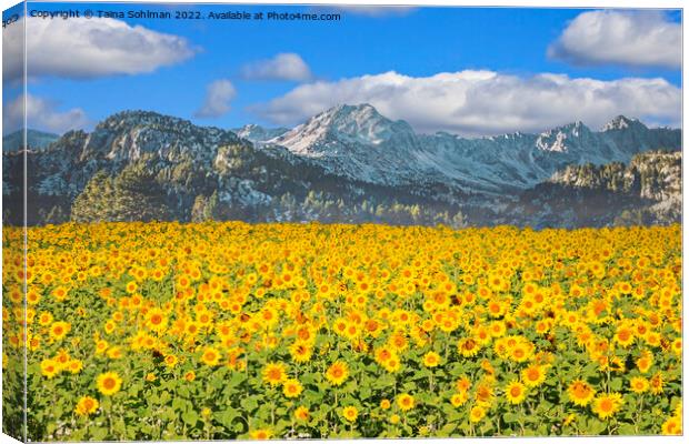 Sunflower Field in the Mountains  Canvas Print by Taina Sohlman
