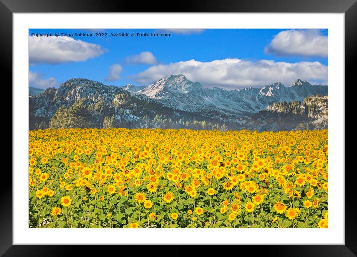 Sunflower Field in the Mountains  Framed Mounted Print by Taina Sohlman