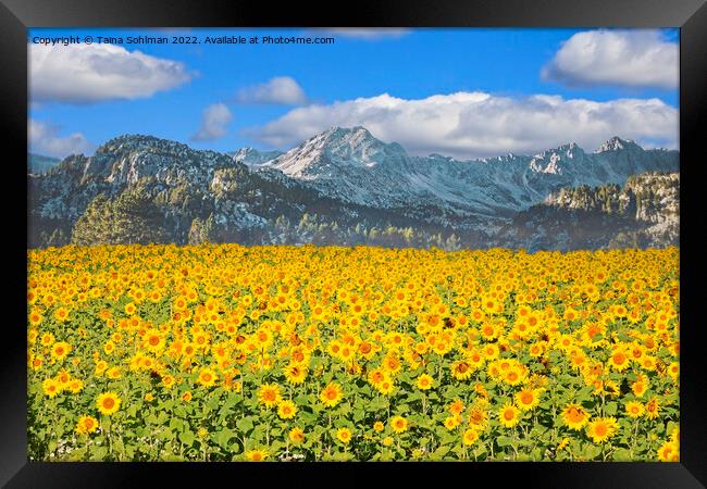 Sunflower Field in the Mountains  Framed Print by Taina Sohlman