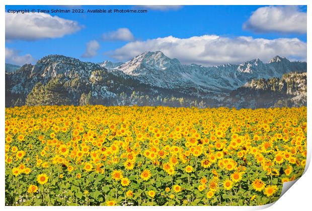 Sunflower Field in the Mountains  Print by Taina Sohlman